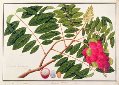 Sangole latong, from Drawings of Plants from Malacca, c.1805-18 by Chinese School
